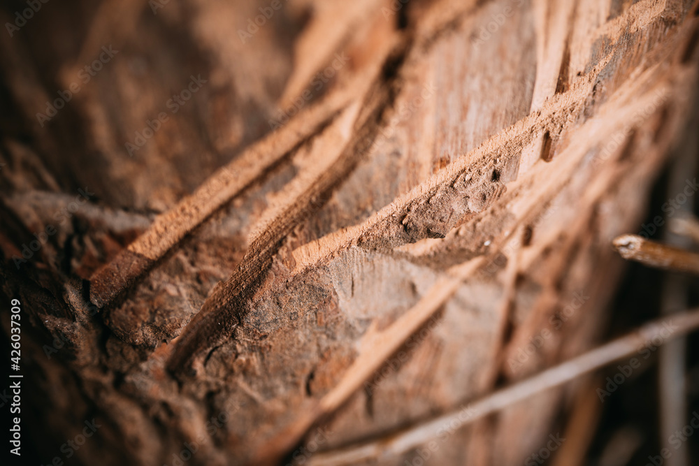 wooden stump, saw marks and axes wooden stump, saw marks and axes