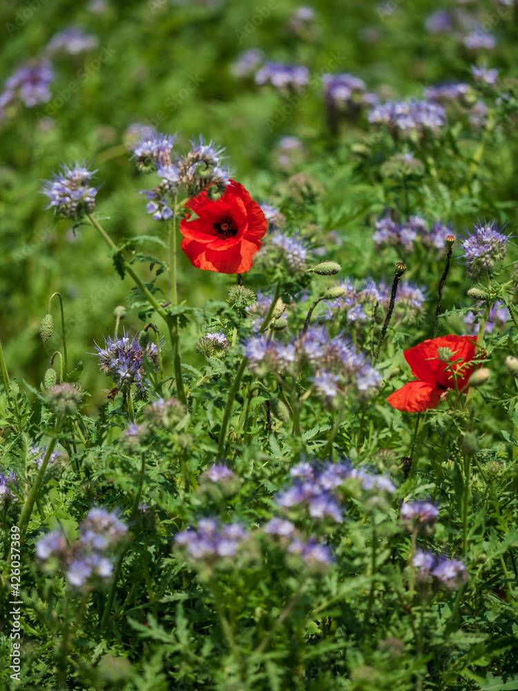 Blooming poppies in the fields of lilac flowers. Bumblebees, sun, spring, nature. Blooming poppies in the fields of lilac flowers. Bumblebees, sun, spring, nature.