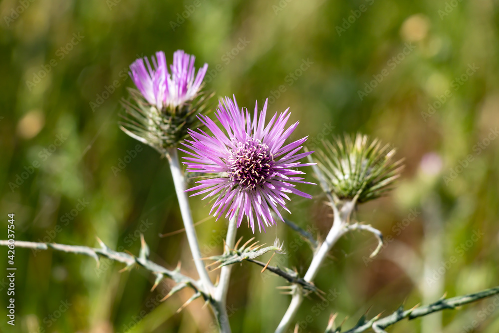 The purple milk thistle, Galactites elegans or Galactites tomentosa, Also known as Cardota, is a plant of the Asteraceae family of Mediterranean origin and distribution. The purple milk thistle, Galactites elegans or Galactites tomentosa, Also known as Cardota, is a plant of the Asteraceae family of Mediterranean origin and distribution.