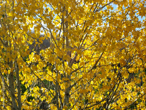 Fototapeta Naklejka Na Ścianę i Meble -  Fall Trees with Leaf changes