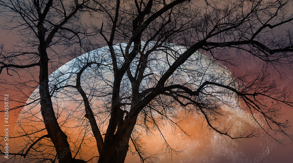 Silhouette of barren lone tree with Blue full moon Silhouette of barren lone tree with Blue full moon