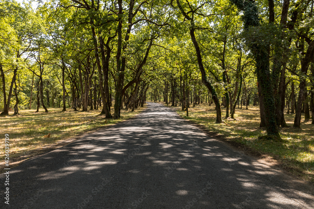 Road through the picturesque oak forest in Eyrignac in Dordogne. France