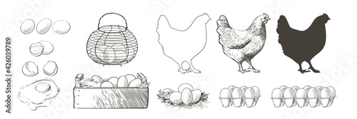 chicken, hen bird. Poultry, broiler, farm animal feeding. Vintage Easter card. Egg packaging design. Realistic sketch, line, silhouette, engraving illustration.