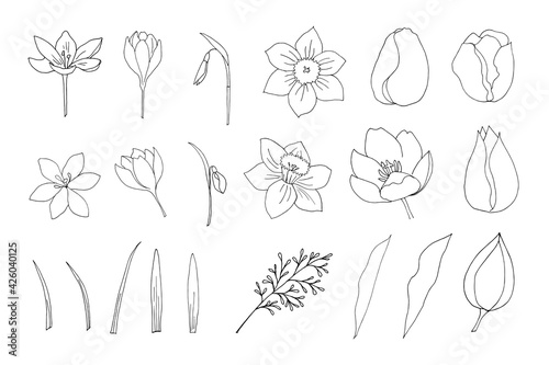 Set of spring flowers drawn on a black outline on a white background. Vector illustration template for different design.