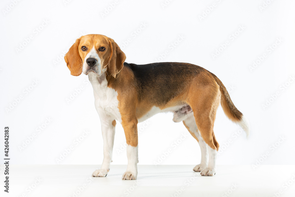 Sideview of Beagle dog on a white background looking at the camera.