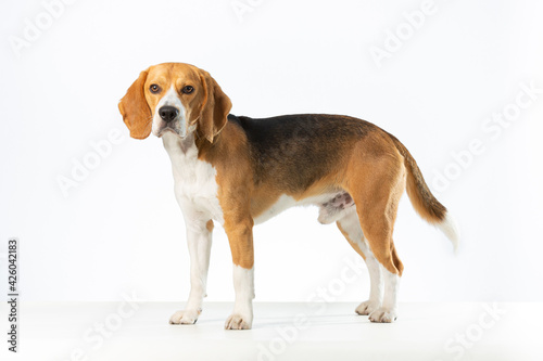 Sideview of Beagle dog on a white background looking at the camera.