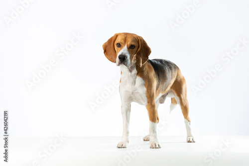 Tricolor Beagle standing in a white background looking left of the camera. © Connie