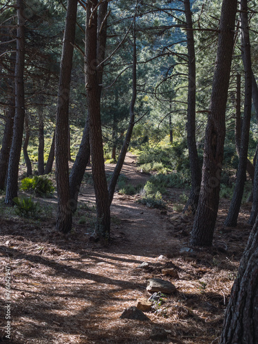 Trail path toward the Juanar mountain in Marbella, Malaga Costa del Sol, Spain