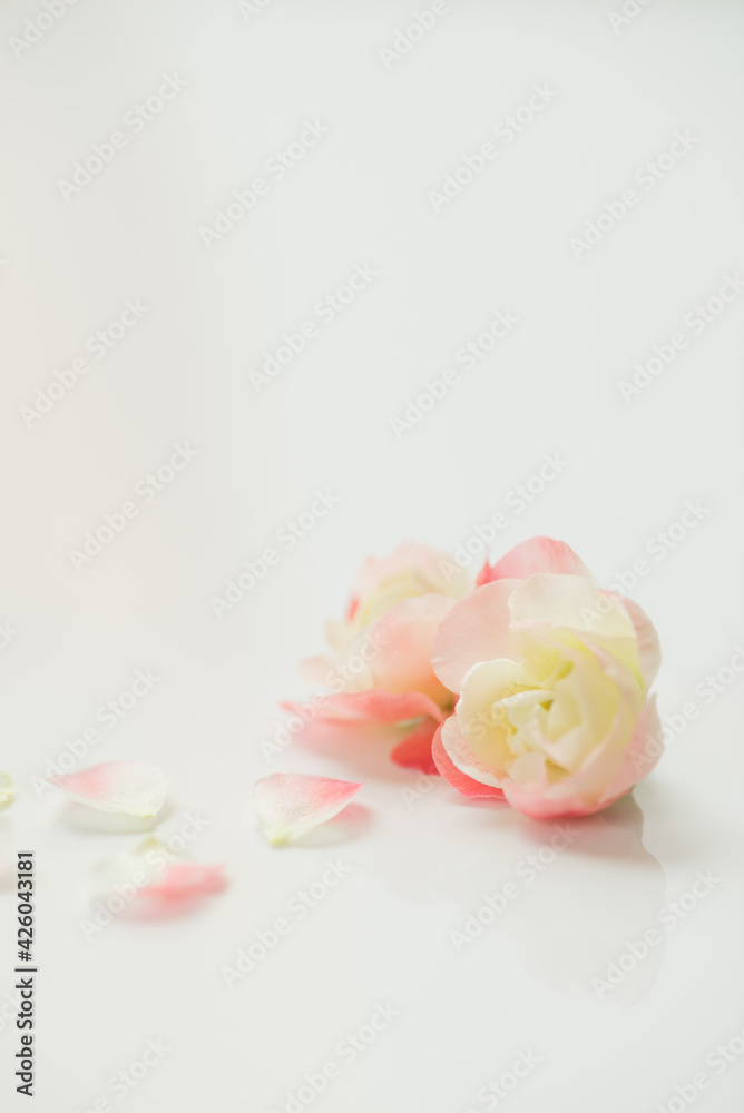 満開のボケの花 満開のボケの花