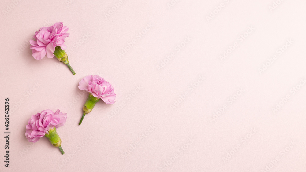 Pink carnation flowers on pink background. flat lay, top view, copy space Pink carnation flowers on pink background. flat lay, top view, copy space