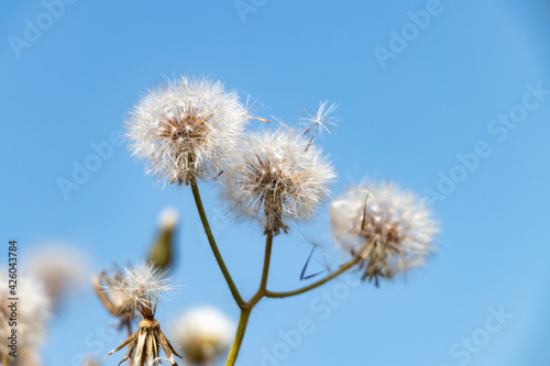 White dandelion flower, Bitter chicory or radicheta, Taraxacum officinale, whose yellow flower is known as dandelion, is a plant of the Asteraceae family © Alfredo