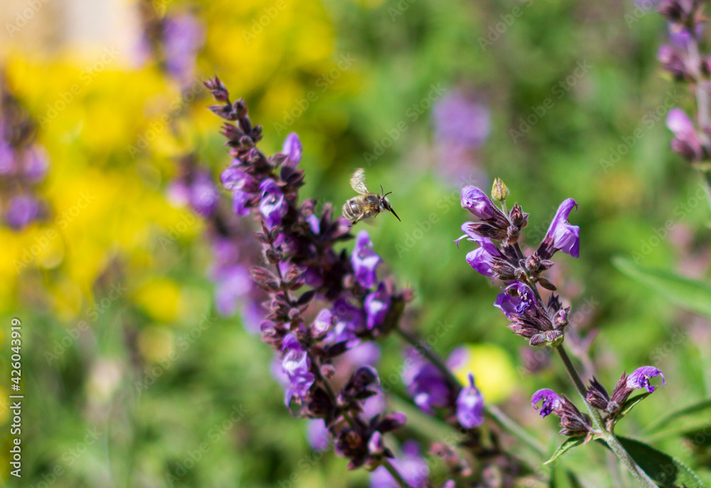 Obraz premium Drone bee flying to lavender flower