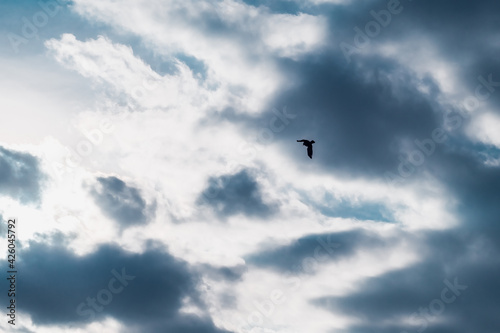 Silhouette of a bird flying in the cloudy sky