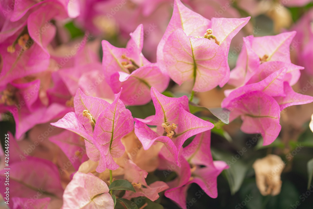 白とピンクのブーゲンビリア ブーゲンビレア サンデリアーナ 南国のイメージの花 Foto De Stock Adobe Stock 白とピンクのブーゲンビリア ブーゲンビレア サンデリアーナ 南国のイメージの花 Foto De Stock Adobe Stock