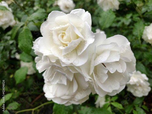 Fototapeta Naklejka Na Ścianę i Meble -  blooming white rose in a garden