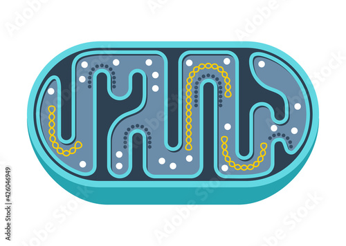 Mitochondria slice icon in simple style