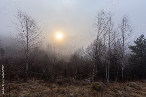 A unique dawn in the Carpathians with fog over a fast river. Thick fog covering the mountains and the river valley. Sunlight and rays trying to break through the haze over a fast mountain river.