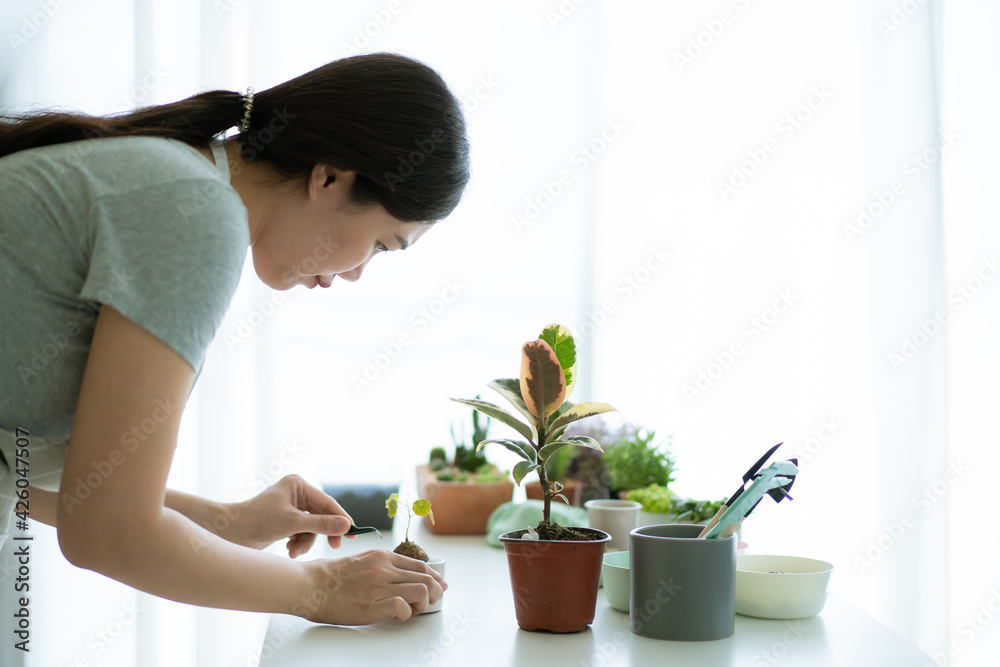 Happy Asian woman planting a small Stephania Erecta Craib Happy Asian woman planting a small Stephania Erecta Craib
