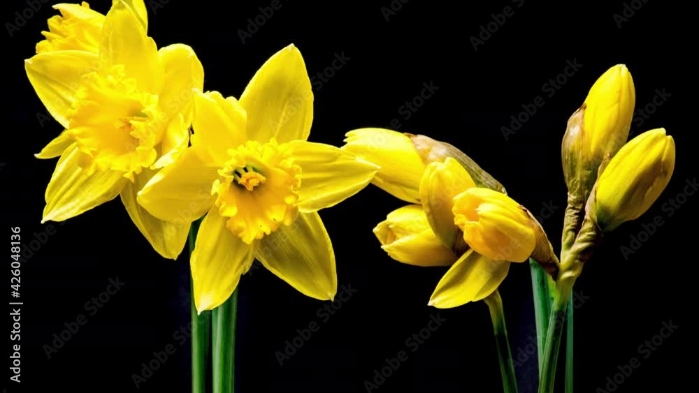4K Time Lapse of flowering daffodil flower on black background. Timelapse of opening yellow narcissus. 4K Time Lapse of flowering daffodil flower on black background. Timelapse of opening yellow narcissus.