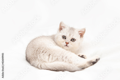 Small white British kitten on a white blanket. Funny curious pet. Copy space.