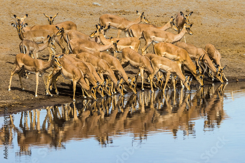 Black faced Impala antelopes drinking at Chudop waterhole in Etosha Nationla Park in Namibia, Africa. photo