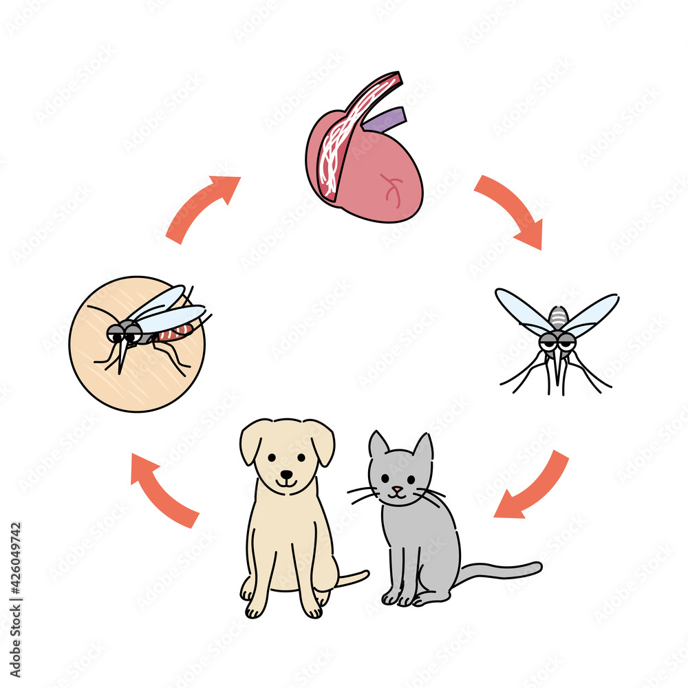 犬と猫 フィラリア 図解 イラスト素材 Stock Vector Adobe Stock