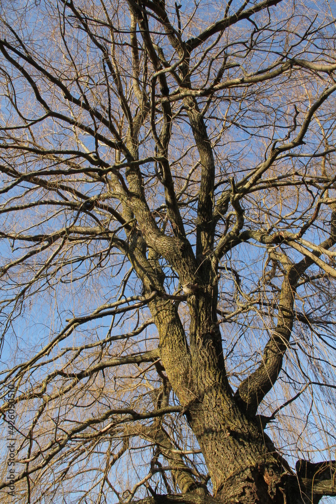 Leafless deciduous branched scattered tree from perspective in the background of clear blue sky in Kaunas, Lithuania Leafless deciduous branched scattered tree from perspective in the background of clear blue sky in Kaunas, Lithuania