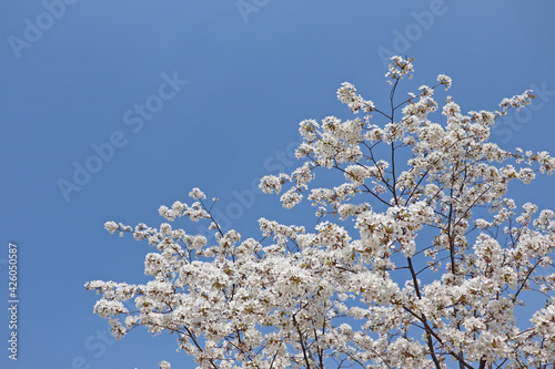 봄날의 벚나무에 달린 벚꽃