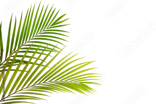 tropical coconut palm leaf isolated on white background  summer background
