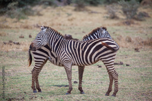 zebra in the serengeti