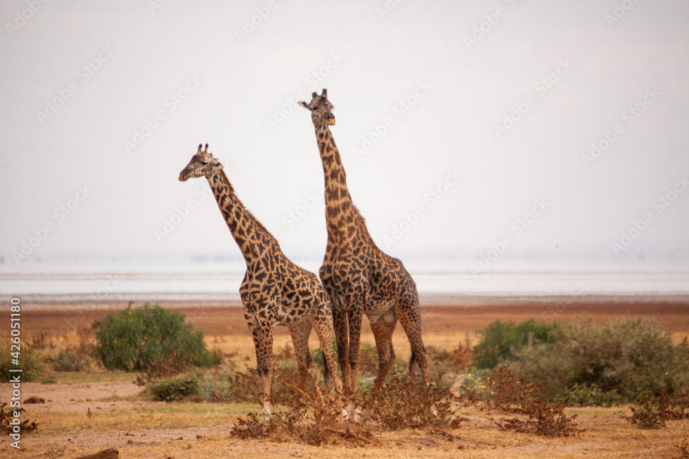 Obraz premium Giraffe