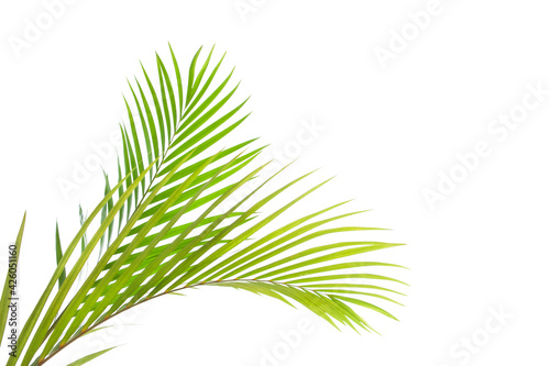 tropical coconut palm leaf isolated on white background, summer background