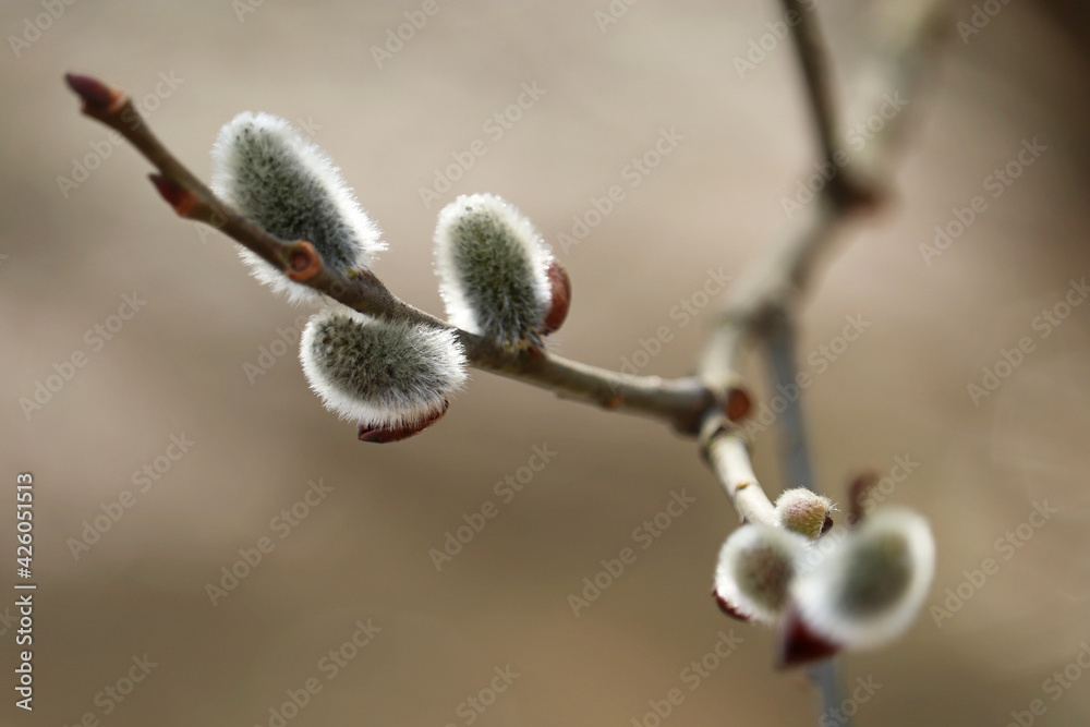 Pussy willow on the branch, catkins in spring forest close up Pussy willow on the branch, catkins in spring forest close up