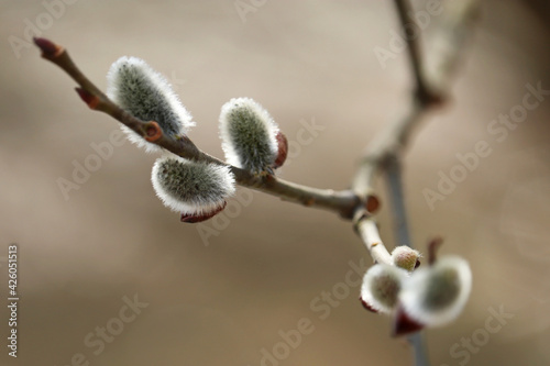 Pussy willow on the branch, catkins in spring forest close up