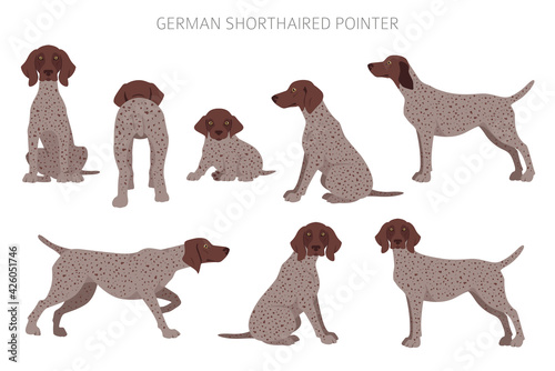 German shorthaired pointer clipart. Different poses, coat colors set
