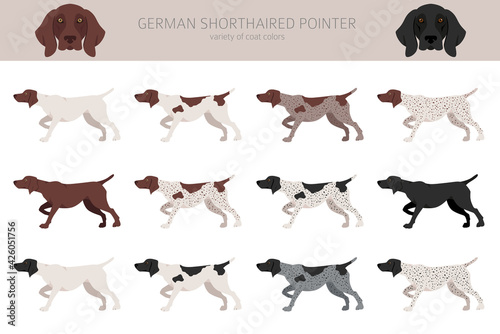 German shorthaired pointer clipart. Different poses  coat colors set