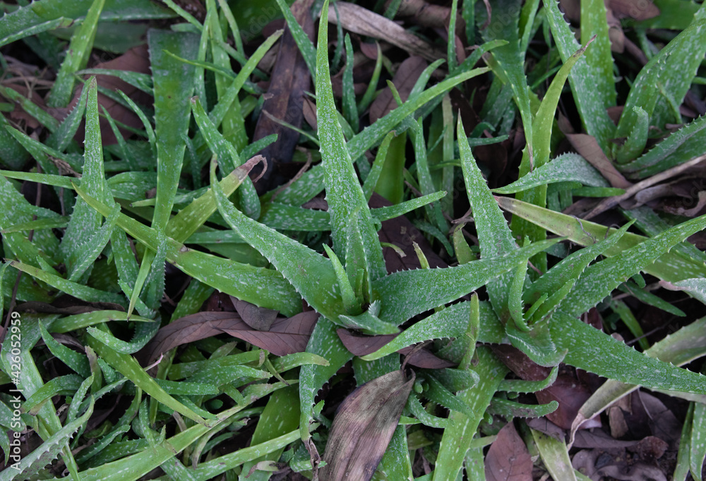 Aloe Vera, fresh leaf of Aloe Vera in farm garden.