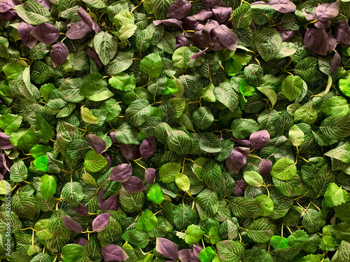 Full Frame of Green Leaves Texture Background. tropical leaf photo