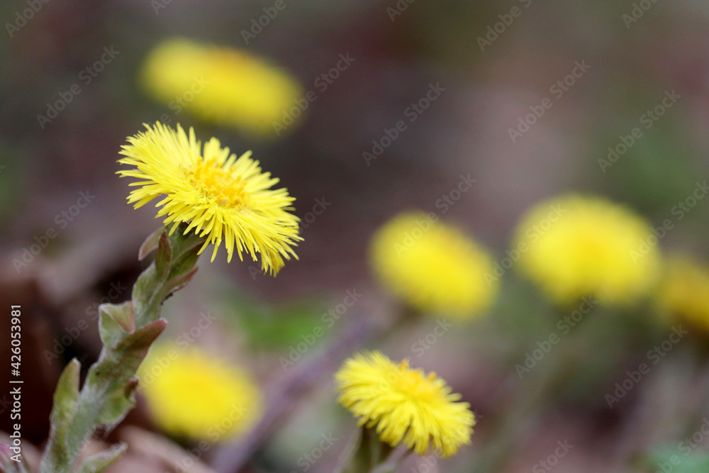 Coltsfoot flowers in spring forest. Blooming Tussilago farfara