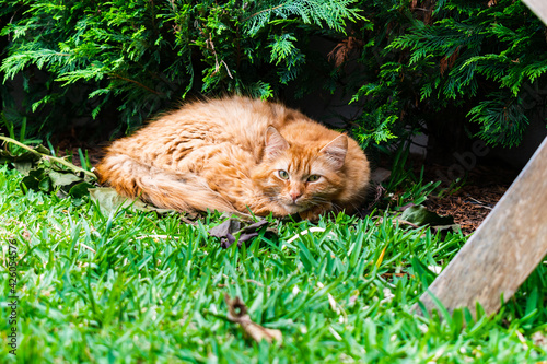 Yellow can Lying down in sunny day photo