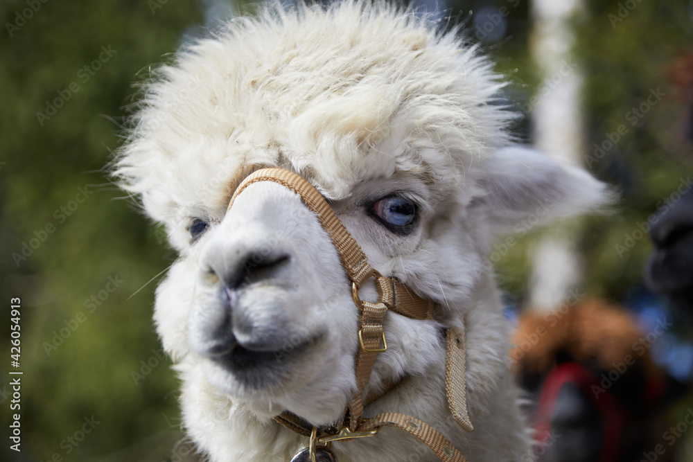 Portrait of white alpaca. Looks at the camera. The alpaca, or pako, is a domesticated form of camel native to the South American Andes, bred primarily for its wool.