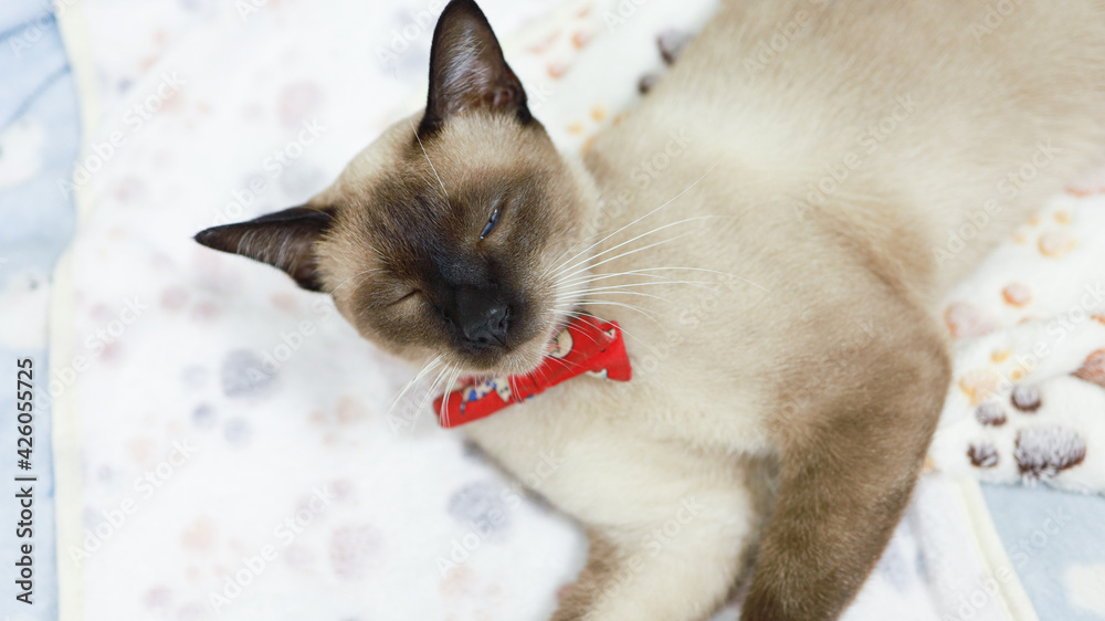 Fototapeta premium Brown beige cat. Siamese cat resting