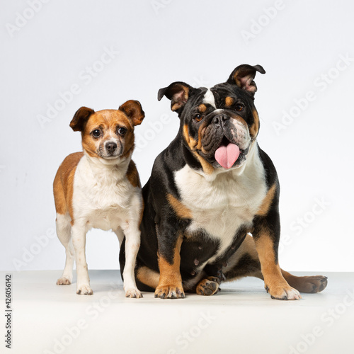 Two very different dog friends   small and big  in a white background