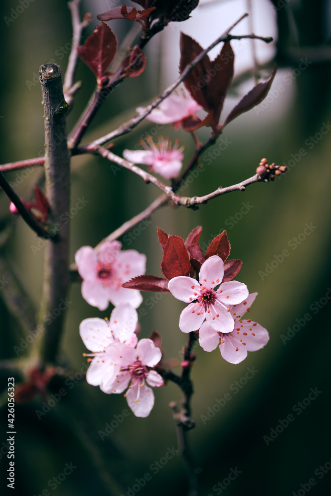 Colorful cherry blossoms in spring 2021 in Berlin Colorful cherry blossoms in spring 2021 in Berlin