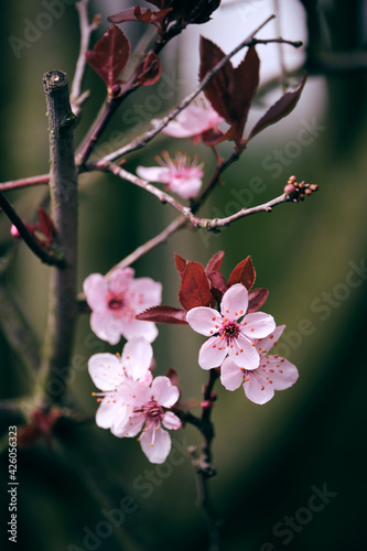 Colorful cherry blossoms in spring 2021 in Berlin