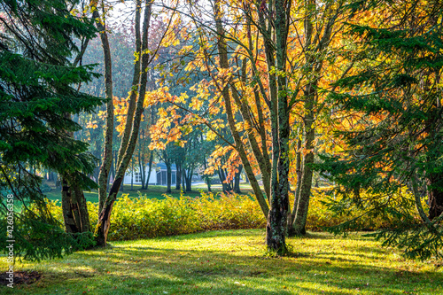 Fototapeta Naklejka Na Ścianę i Meble -  Autumn park landscape