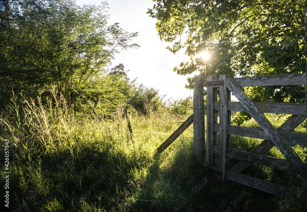 gate of a field in the green forest with warm natural light