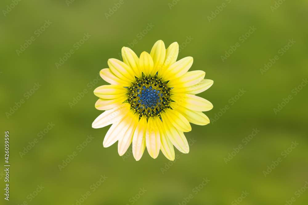 Yellow African daisy, Osteospermum is a genus of flowering plants belonging to the Calendulae, one of the smaller tribes of the sunflower, daisy family Asteraceae. They are known as the daisy bushes Yellow African daisy, Osteospermum is a genus of flowering plants belonging to the Calendulae, one of the smaller tribes of the sunflower, daisy family Asteraceae. They are known as the daisy bushes