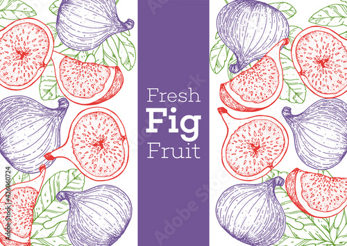 Fig fruit hand drawn package design. Vector illustration. Design, package, brochure illustration. Packaging design. Hand drawn fig fruits design template. Organic fresh food vector illustration.