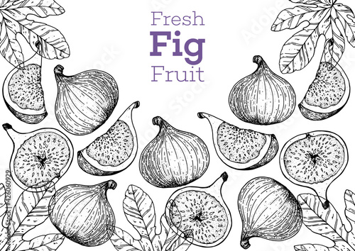 Fig fruit hand drawn package design. Vector illustration. Design, package, brochure illustration. Packaging design. Hand drawn fig fruits design template. Organic fresh food vector illustration.